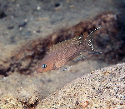 Neolamprologus sp. 'gracilis tanzania' Siyeswe Bay